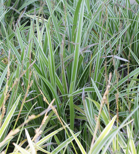 Carex foliosissima 'Icedance'