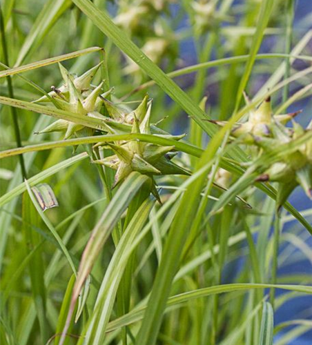 Carex grayi