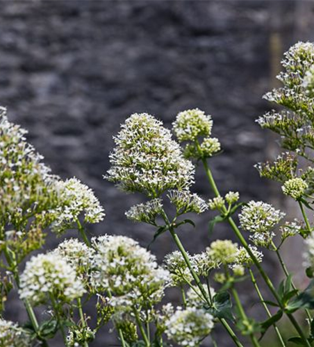Centranthus ruber 'Albus'