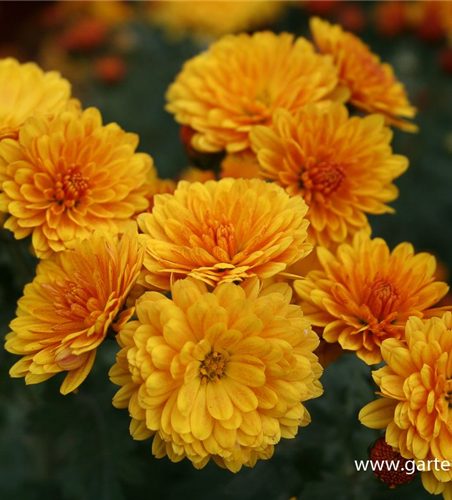 Chrysanthemum x hort.'Bienchen'