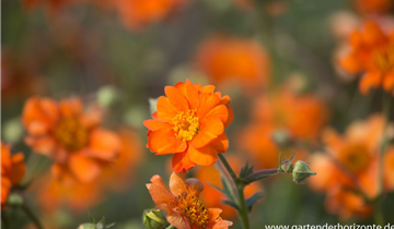 Zum Vergrößern klicken Bildvorschau