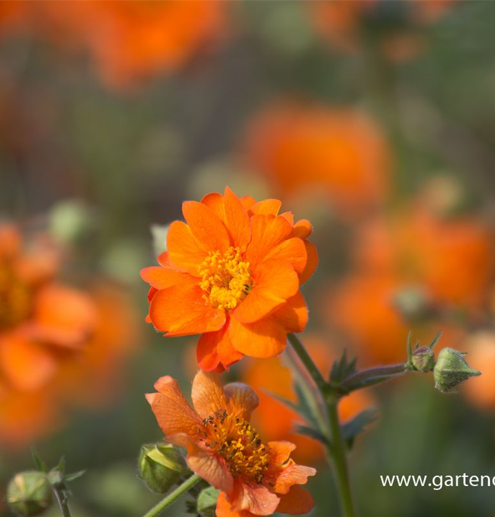 Geum chiloense 'Prinses Juliana' Geum chiloense 'Prinses Juliana'