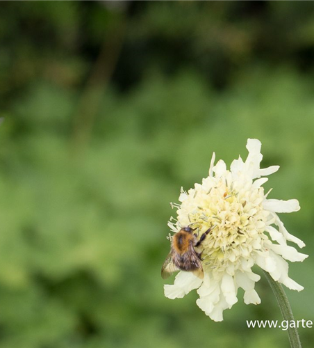 Cephalaria gigantea