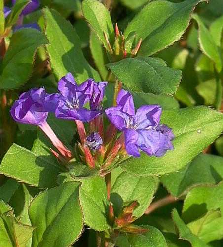 Ceratostigma plumbaginoides