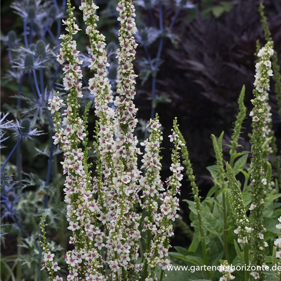 Chaix Königskerze 'Wedding Candles' Chaix Königskerze 'Wedding Candles'
