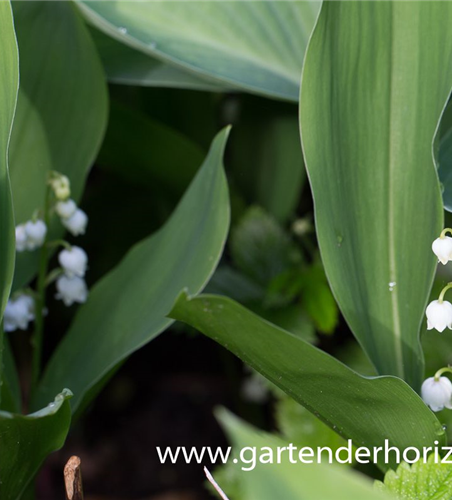 Convallaria majalis 'Grandiflora'