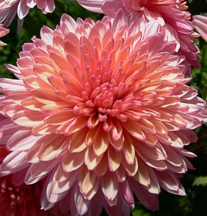 Winteraster Winteraster