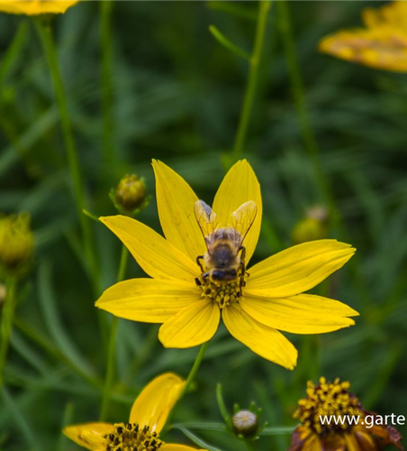 Coreopsis verticillata 'Zagreb'