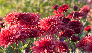 Zum Vergrößern klicken Bildvorschau