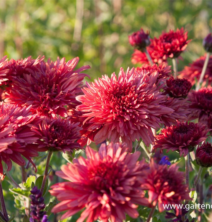 Winteraster Winteraster