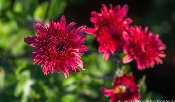 Zum Vergrößern klicken Bildvorschau