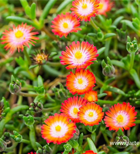 Delosperma cooperi 'JD Grenade' -R-