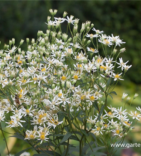 Doldige Garten-Aster 'Weißer Schirm'