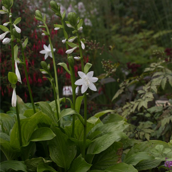 Duftende Garten-Lilien-Funkie 'Royal Standard'