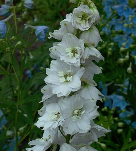 Delphinium Pacific 'Galahad'