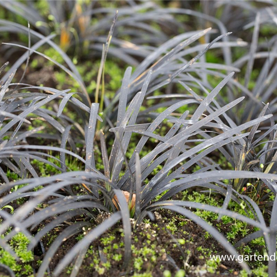 Dunkelblättriger Schlangenbart 'Black Dragon'