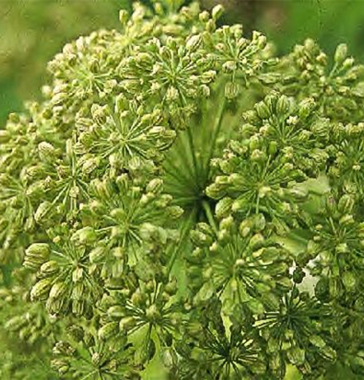 Angelica archangelica