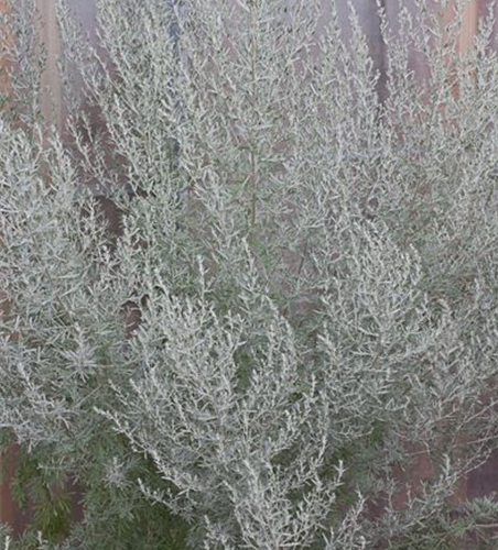 Echter Wermut Echter Wermut