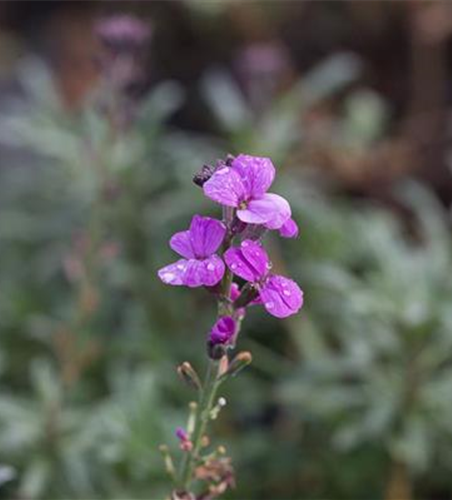 Erysimum cheiri 'Bowles Mauve'