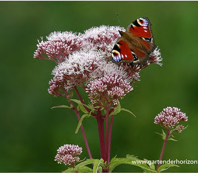 Eupatorium cannabinum