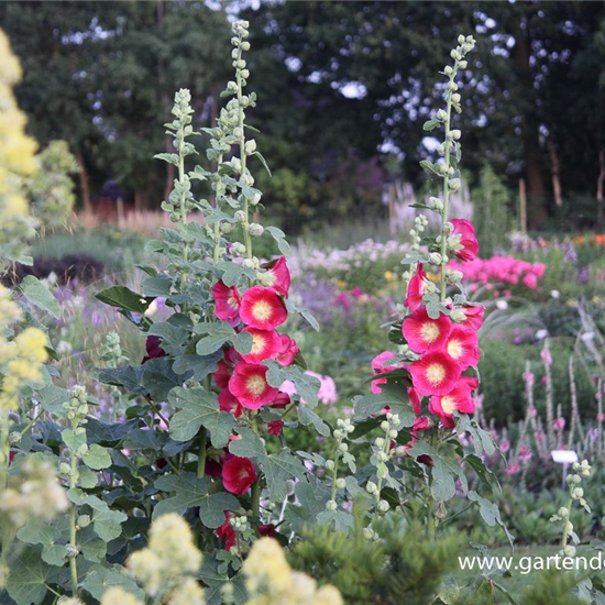 Feigenblättrige Stockrose