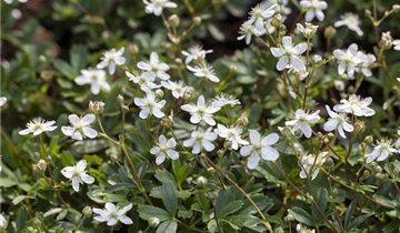 Zum Vergrößern klicken Bildvorschau