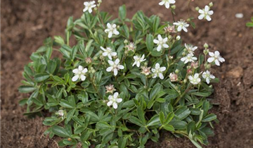 Zum Vergrößern klicken Bildvorschau