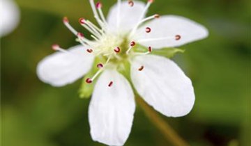 Zum Vergrößern klicken Bildvorschau