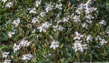 Zum Vergrößern klicken Bildvorschau