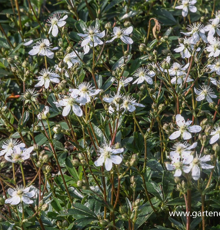 Potentilla tridentata 'Nuuk' Potentilla tridentata 'Nuuk'