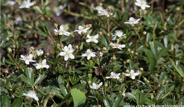 Zum Vergrößern klicken Bildvorschau