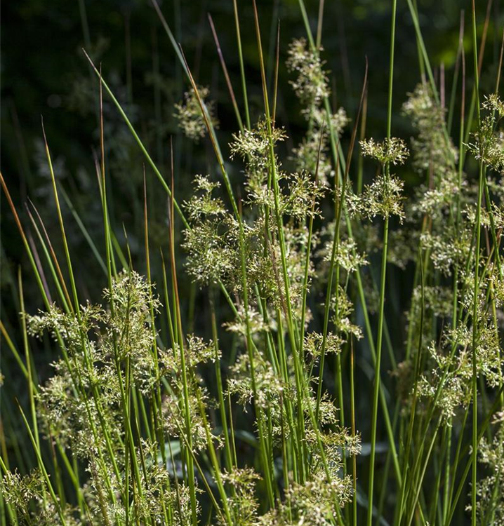 Juncus effusus