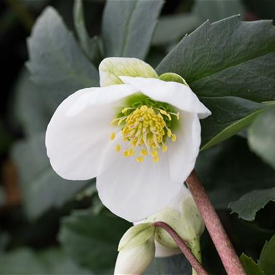 Frühblühende Garten-Christrose 'Praecox'