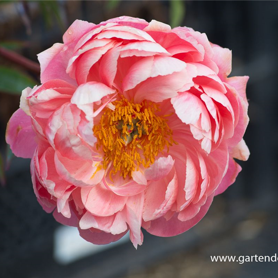 Frühblühende Garten-Pfingstrose 'Coral Charm'