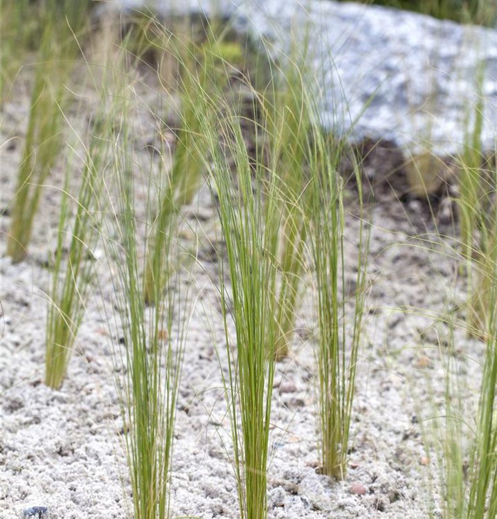 Stipa pennata