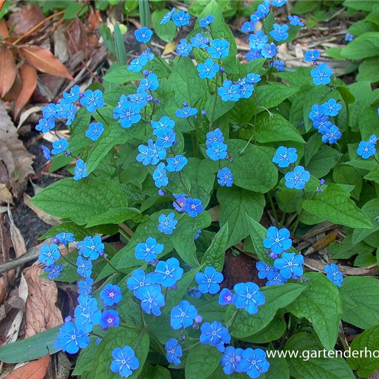 Frühlings-Gedenkemein Frühlings-Gedenkemein