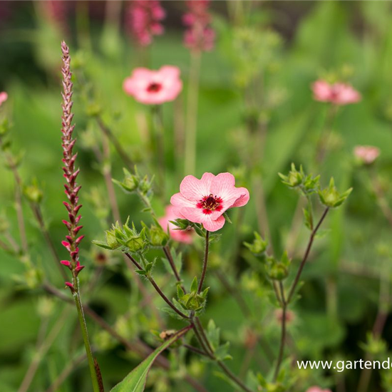 Fingerkraut Fingerkraut