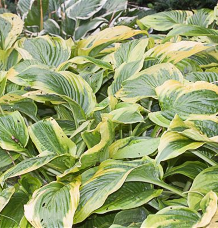 Hosta x cult.'Alvatine Taylor'