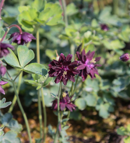 Garten-Akelei 'Black Barlow'