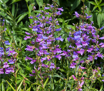 Garten-Bartfaden 'Catherine de la Mere'