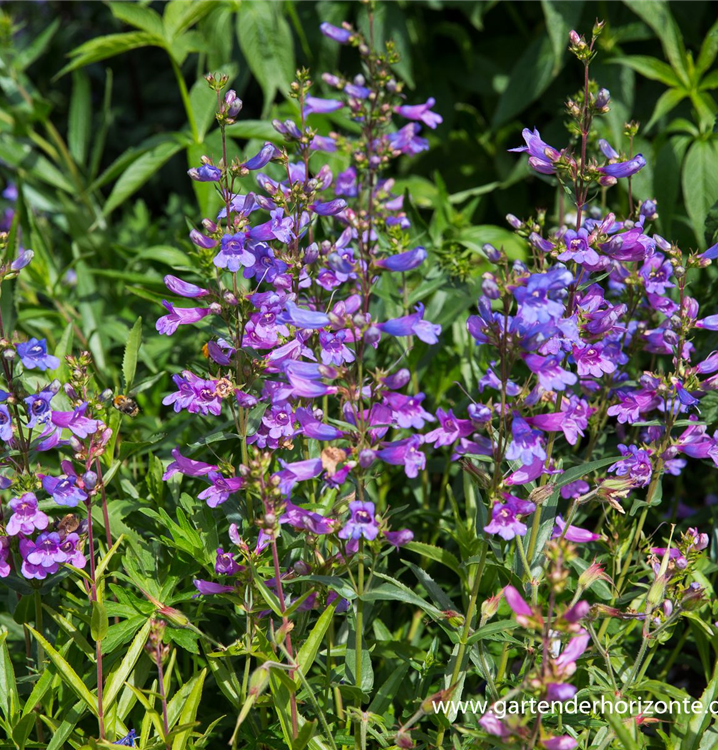 Penstemon 'Catherine de la Mere'
