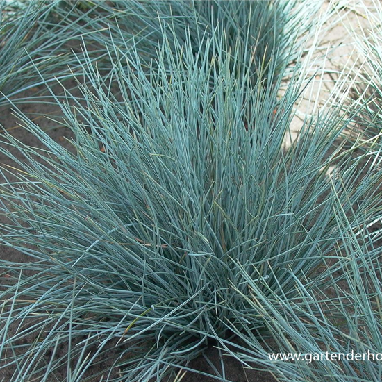 Garten-Blau-Schwingel 'Silberreiher'