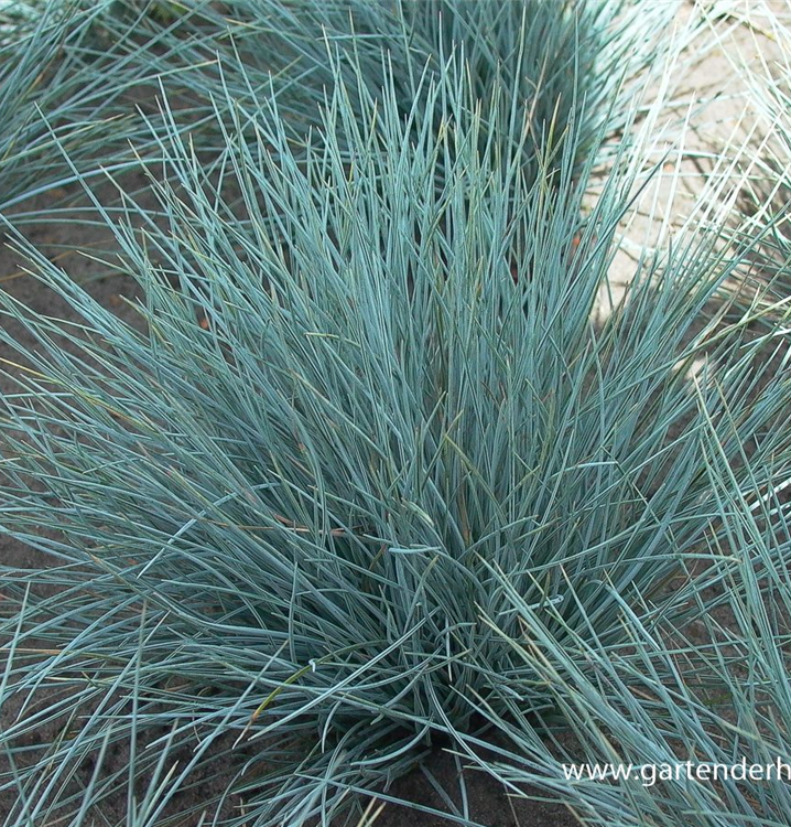 Festuca cinerea 'Silberreiher'