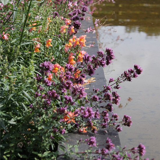 Garten-Blüten-Dost 'Herrenhausen'