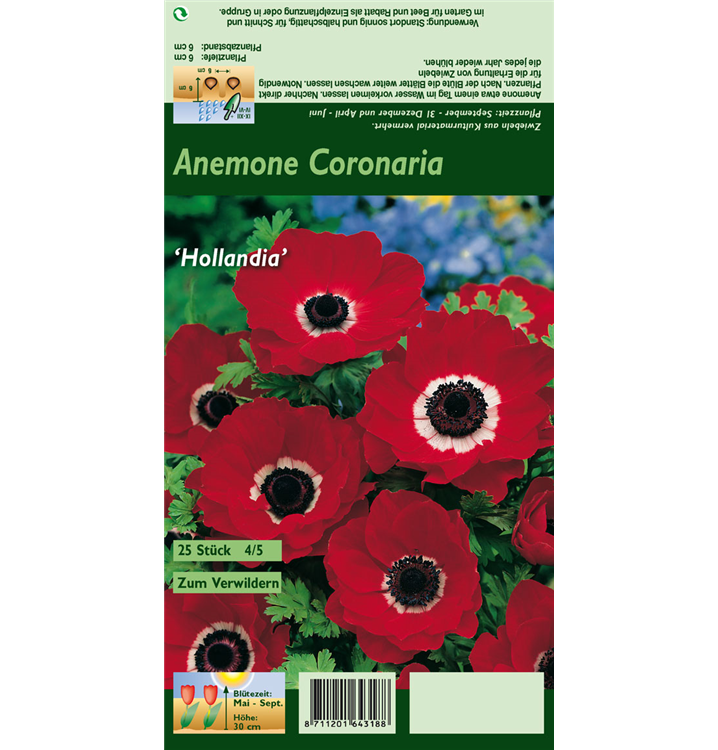 Anemone coronaria 'De Caen Hollandia'