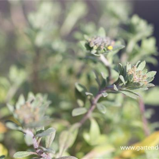 Garten-Berg-Steinkraut 'Berggold'