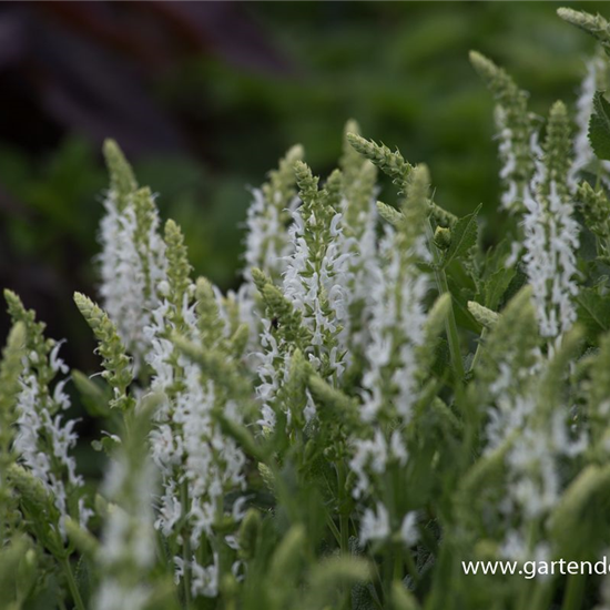 Garten-Blüten-Salbei 'Schneehügel'