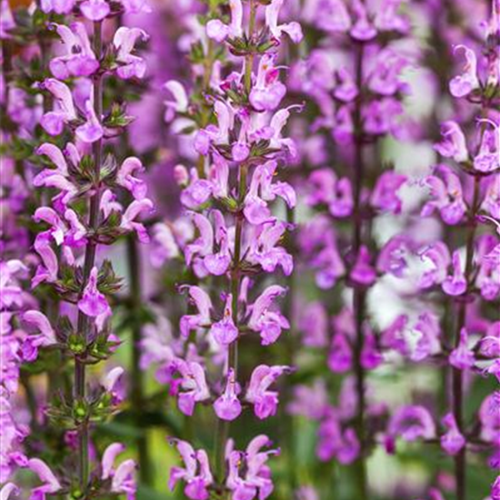 Garten-Blüten-Salbei