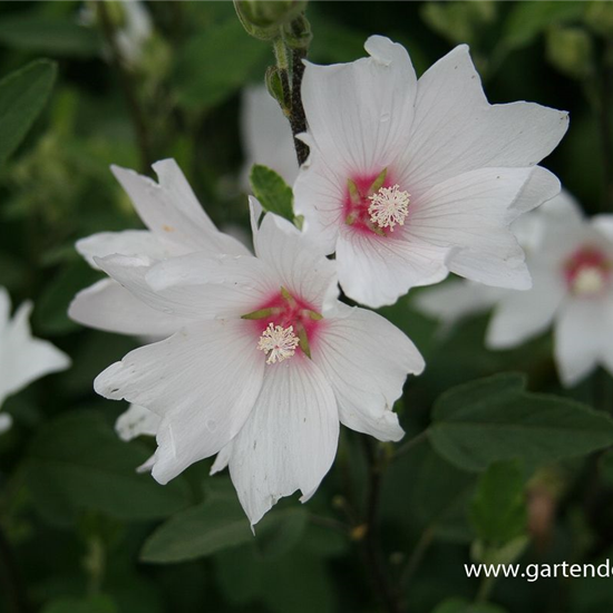 Garten-Busch-Malve 'Baby Barnsley'