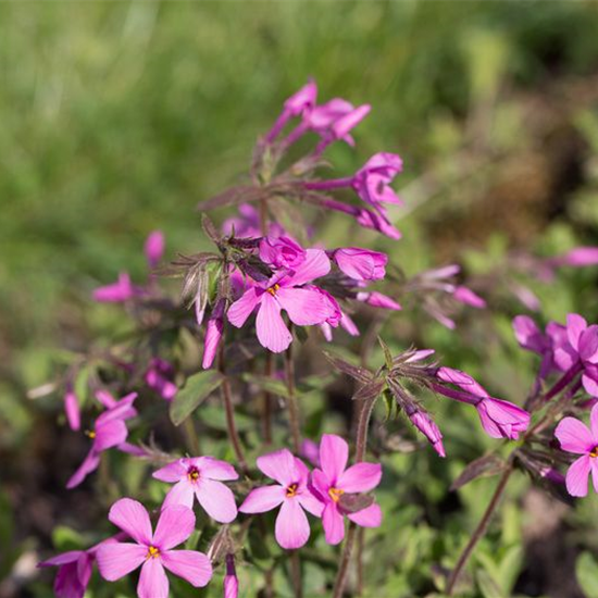 Garten-Ausläufer-Flammenblume Garten-Ausläufer-Flammenblume